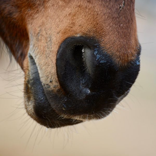 horse, equine, muzzle, mare, animal, nature, brown, horse, horse, horse, horse, horse