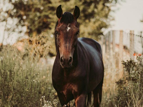 marko blazevic o 8tisjo9sa unsplash